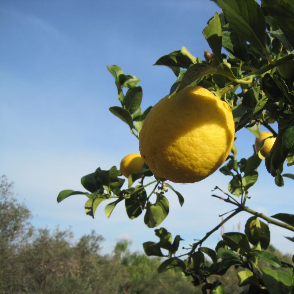 Spanish Lemon Tree